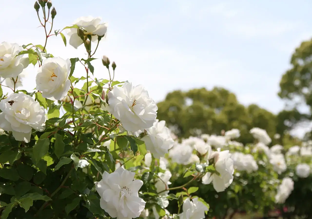 Un parterre de roses blanches épanouies sous un ciel bleu. La rose blanche, symbole de pureté et d'innocence, illumine le paysage.