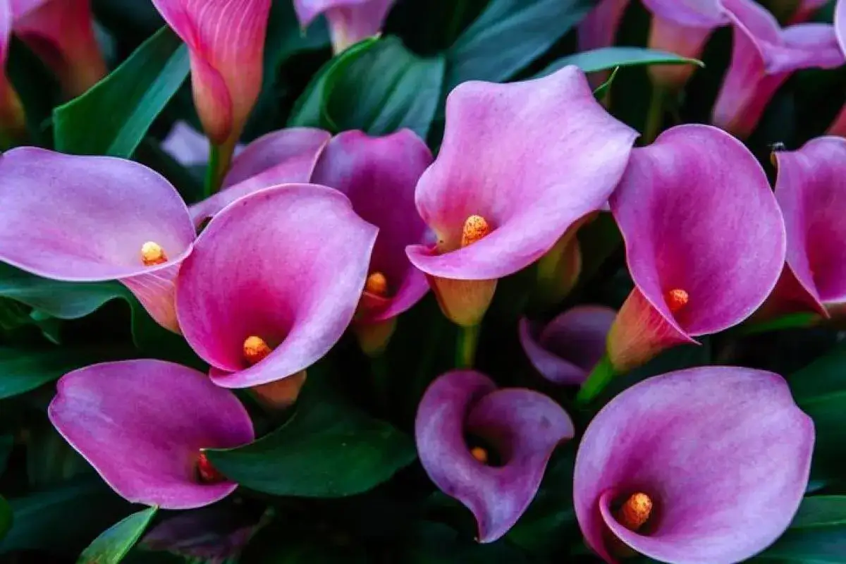 Un bouquet de calla porte-bonheur, aux teintes roses et violettes, épanouies dans un écrin de verdure.