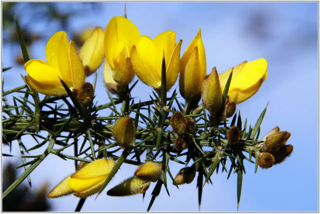 Fleurs jaunes &eacute;clatantes de l'ajonc, fleur symbole de la Bretagne, sur fond de ciel bleu.