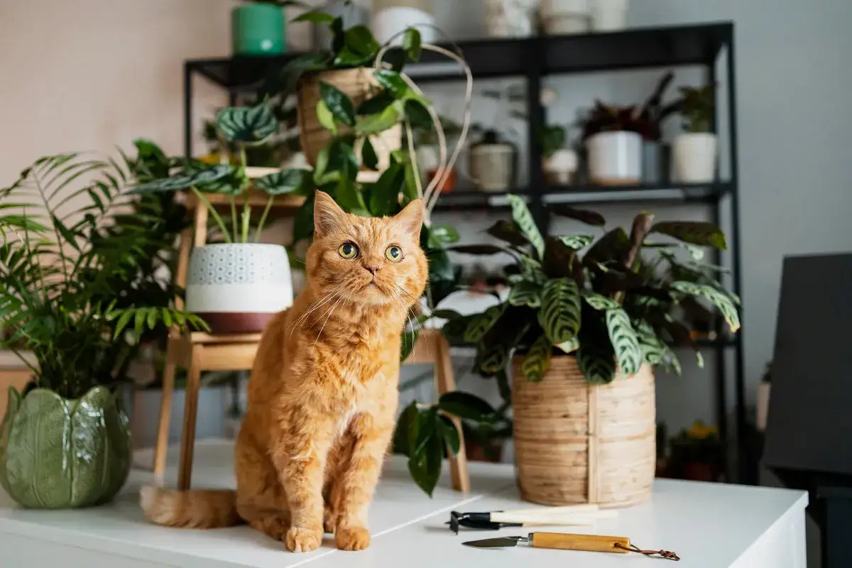 Un chat roux curieux est assis parmi de nombreuses plantes vertes. Il semble surveiller la plante chat qui pousse &agrave; c&ocirc;t&eacute; de lui.