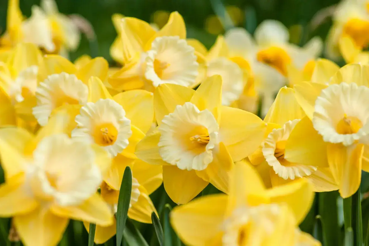 Un champ de jonquilles &eacute;clatantes, leurs p&eacute;tales jaunes et blancs dansant sous le soleil printanier.