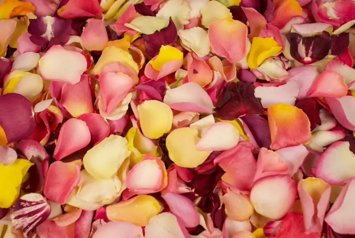 Un tapis de p&eacute;tales de rose multicolores, un p&eacute;tale de rose se distingue par sa teinte d&eacute;licate.