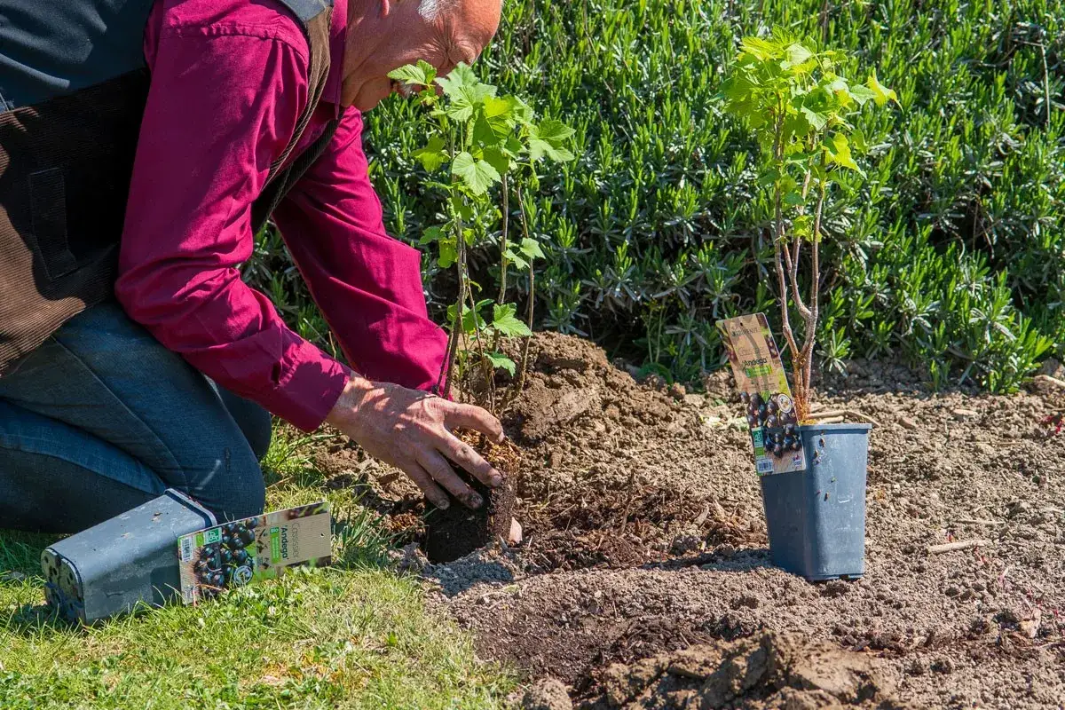 Un homme plante un jeune plant de cassis. La plantation de cassis promet de futurs fruits savoureux.