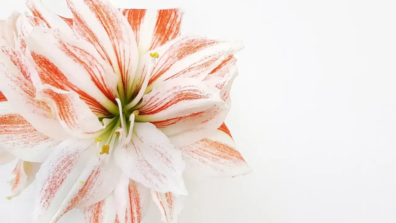 Gros plan d'une fleur d'amaryllis blanche stri&eacute;e de rouge. Son amaryllis signification &eacute;voque la beaut&eacute; et la fiert&eacute;.