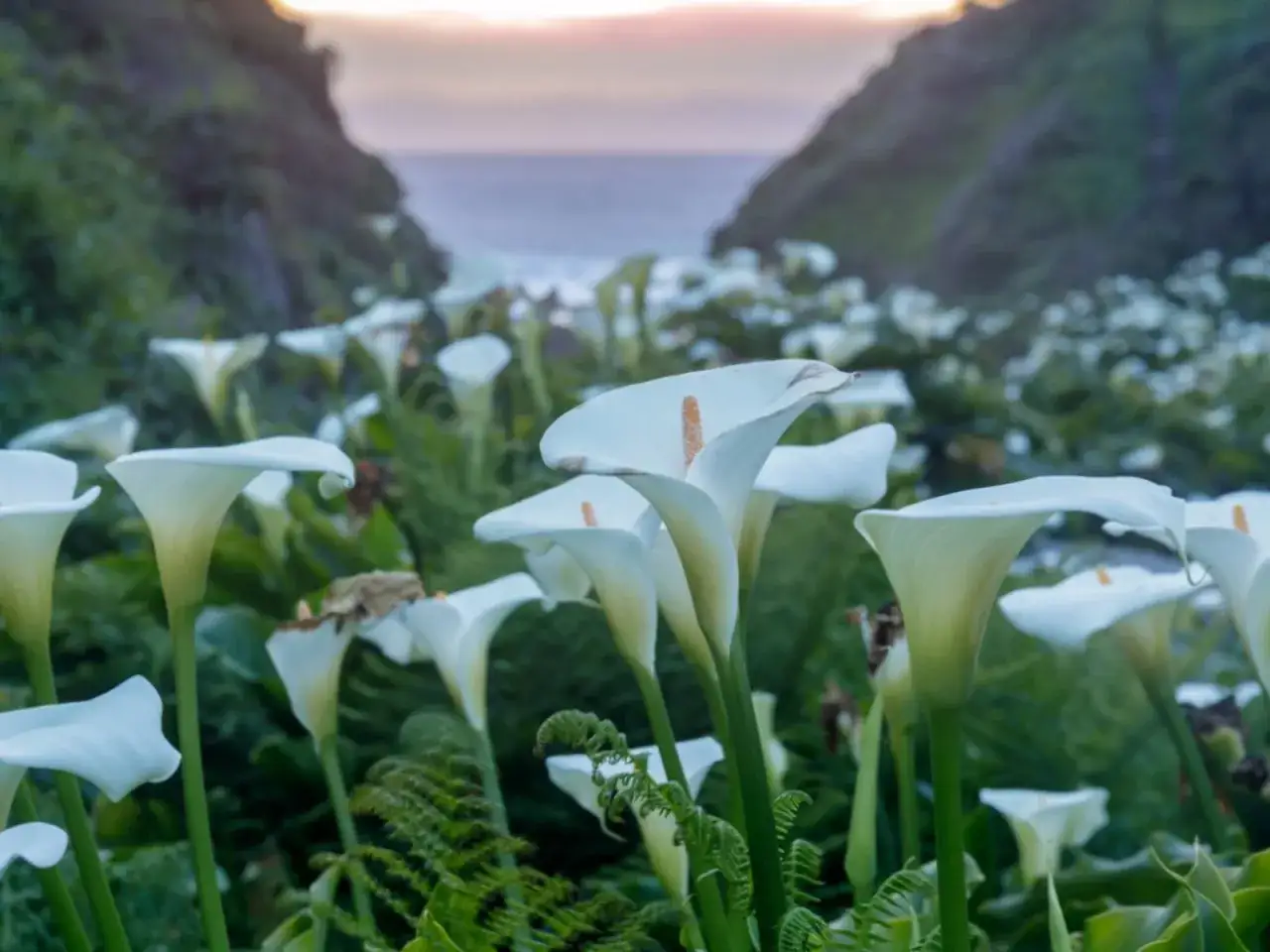 Un champ de callas blancs s'&eacute;tend vers l'oc&eacute;an, baign&eacute; par la douce lumi&egrave;re du cr&eacute;puscule.