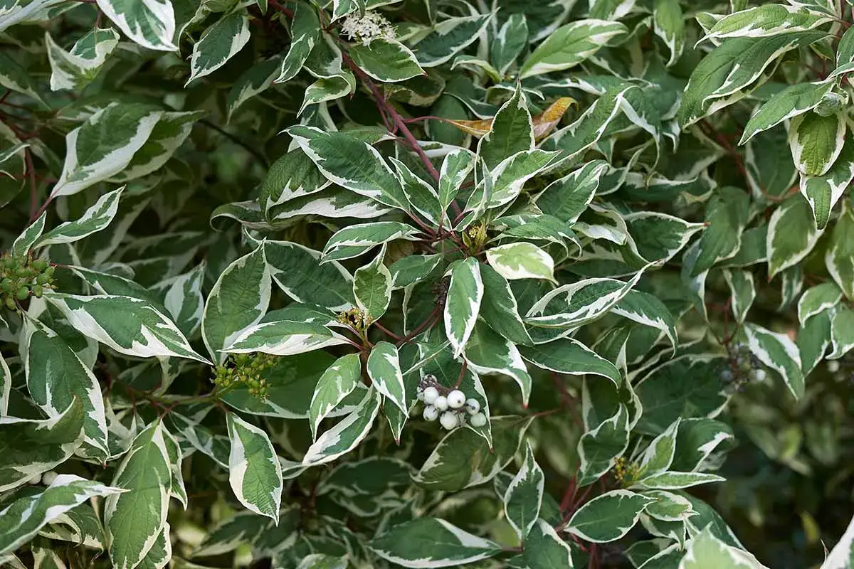 Feuillage panach&eacute; d'un saule crevette, aux feuilles vertes bord&eacute;es de blanc. Des baies blanches et vertes pars&egrave;ment la plante.