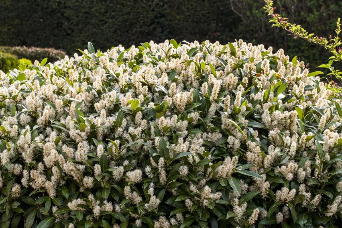 Un laurier en pleine floraison, pr&ecirc;t pour la taille. Ses grappes de fleurs blanches annoncent le printemps, un bon moment pour savoir quand tailler les lauriers.
