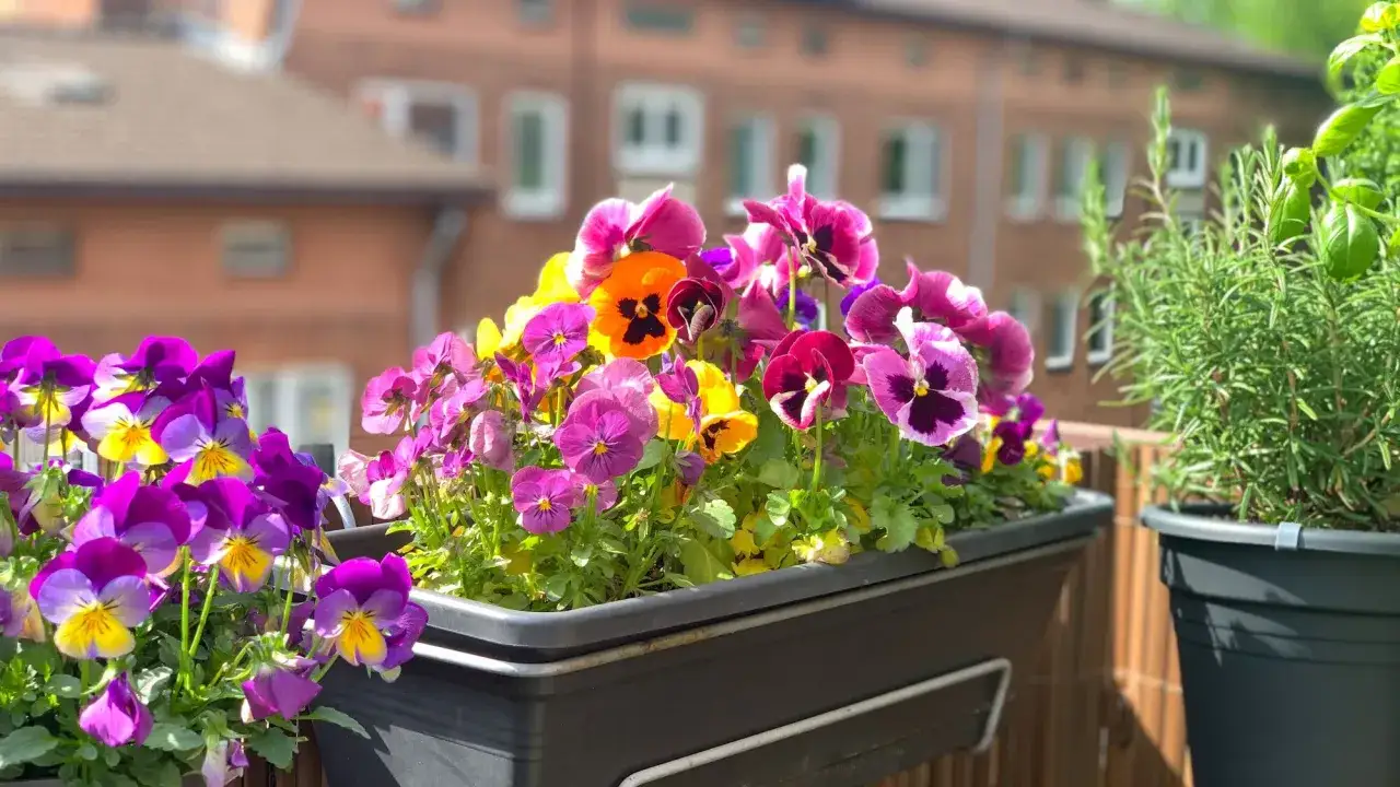 Un joyeux m&eacute;lange de pens&eacute;es multicolores illumine ce balcon. Une belle plante balcon qui apporte de la couleur et de la vie.