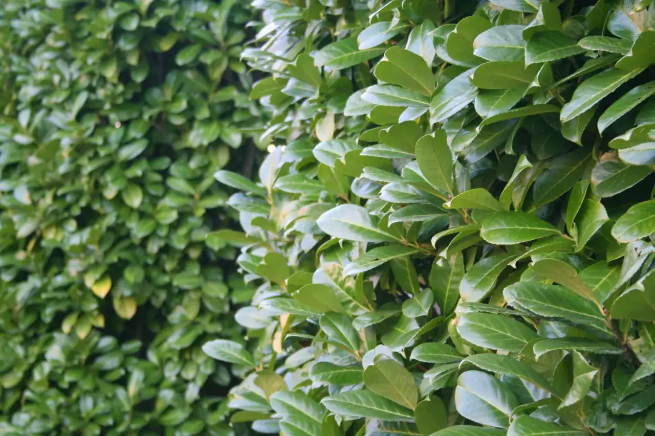 Un mur dense de feuilles vertes et brillantes de laurier palme, formant une haie naturelle.