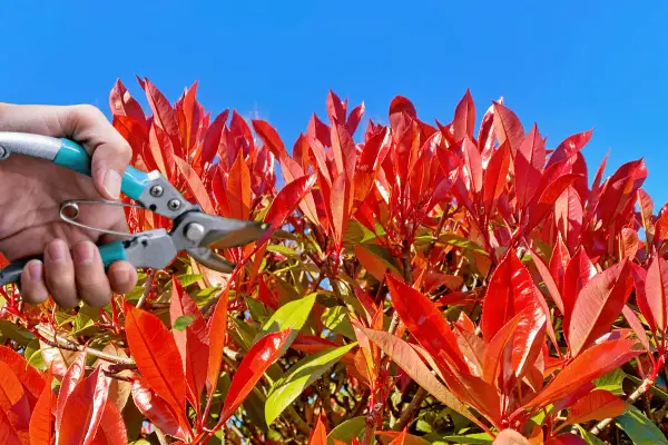 Main d'un jardinier tenant un sécateur pour la taille d'un photinia aux feuilles rouges vives sous un ciel bleu.