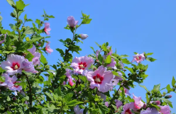Arrosage hibiscus sous un ciel bleu. Les fleurs roses et violettes s'épanouissent, une abeille butine.