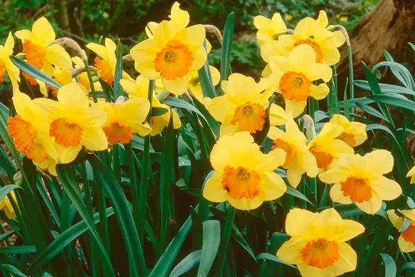 Un bouquet de narcisses des bois aux pétales jaunes vifs et aux corolles orangées, émergeant d'un feuillage vert profond.