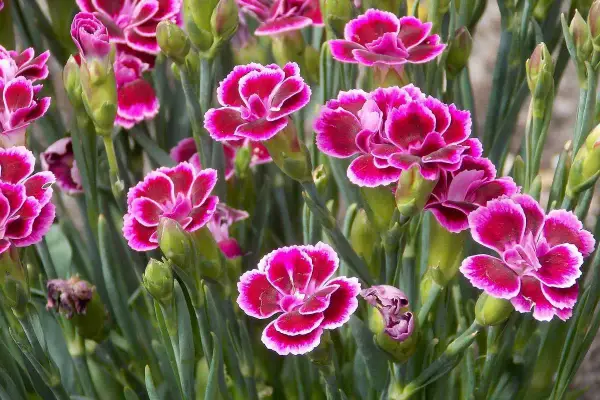Un bouquet d'œillet, dont le nom latin est Dianthus, aux pétales rose vif bordés de blanc.