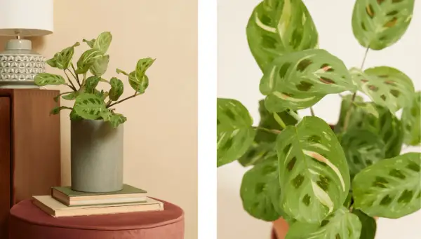 Plante chat aux feuilles vertes et crème, posée dans un pot gris sur des livres.