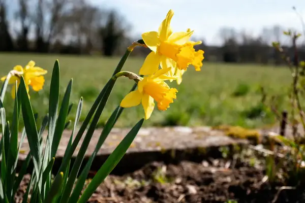 Trois jonquilles jaunes éclatantes se dressent fièrement dans un champ verdoyant, annonçant le retour du printemps.