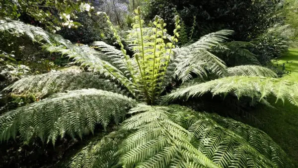 Un majestueux fougère arborescente déploie ses frondes luxuriantes dans un jardin verdoyant, baigné de lumière.