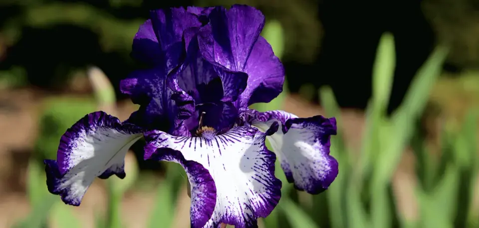 Iris au jardin - bien choisir, planter et entretenir