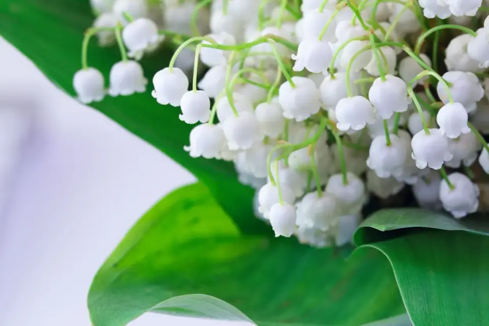 Conserver le muguet coupé - Les secrets d'un fleuriste