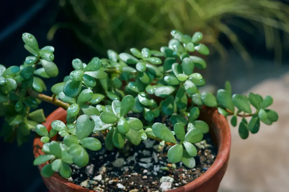 Arbre de jade - les bons gestes pour le garder en forme